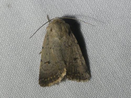 Caradrina aspersa